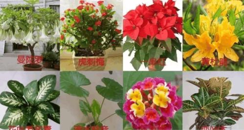 臥室養花需謹慎 這8種常見花卉或傷身，這些安全植物讓居室更健康