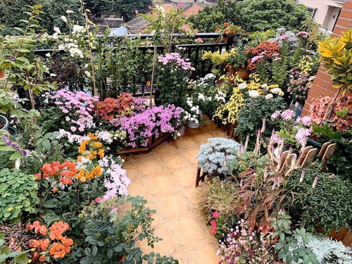 她把陽臺變成小花園 只養一種植物，365天的蛻變