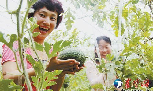 東營現代農業發展 高效生態特色與花卉種植的契合